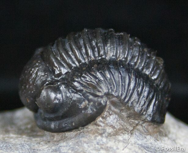 Arched Gerastos Trilobite Nice Dark Shell #2499